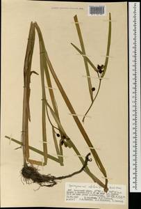 Sparganium stoloniferum (Buch.-Ham. ex Graebn.) Buch.-Ham. ex Juz., Mongolia (MONG) (Mongolia)