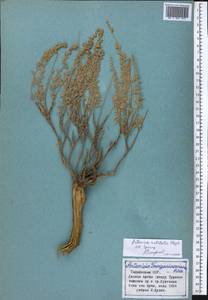Artemisia rutifolia Steph. ex Spreng., Middle Asia, Pamir & Pamiro-Alai (M2) (Tajikistan)