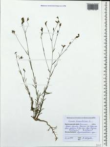 Linum tenuifolium L., Caucasus, Krasnodar Krai & Adygea (K1a) (Russia)
