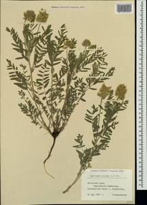 Oxytropis pilosa (L.)DC., Crimea (KRYM) (Russia)
