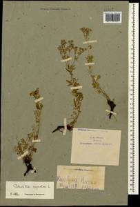 Potentilla argentea L., Caucasus, Armenia (K5) (Armenia)