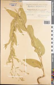 Lepidium latifolium L., Eastern Europe, North Ukrainian region (E11) (Ukraine)