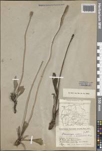 Plantago urvillei Opiz, Middle Asia, Caspian Ustyurt & Northern Aralia (M8) (Kazakhstan)