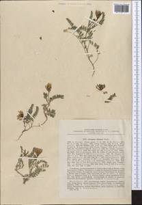 Astragalus tibetanus Benth. ex Bunge, Middle Asia, Dzungarian Alatau & Tarbagatai (M5) (Kazakhstan)