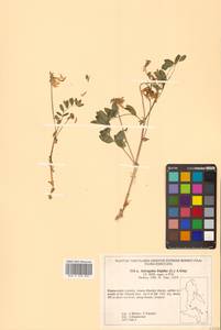 Astragalus frigidus (L.) A.Gray, Siberia, Russian Far East (S6) (Russia)