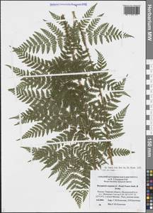Dryopteris expansa (C.Presl) Fraser-Jenk. & Jermy, Eastern Europe, North-Western region (E2) (Russia)