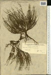 Artemisia pauciflora Weber, Eastern Europe, Lower Volga region (E9) (Russia)