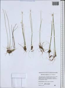 Trichophorum alpinum (L.) Pers., Siberia, Russian Far East (S6) (Russia)