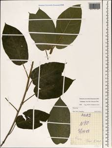 Ficus, South Asia, South Asia (Asia outside ex-Soviet states and Mongolia) (ASIA) (Vietnam)