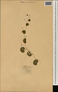 Lamiaceae, Africa (AFR) (Portugal)