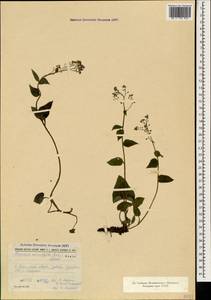 Brunnera macrophylla (Adams) I. M. Johnst., Caucasus, Black Sea Shore (from Novorossiysk to Adler) (K3) (Russia)