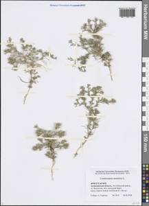 Ceratocarpus arenarius L., Eastern Europe, Lower Volga region (E9) (Russia)