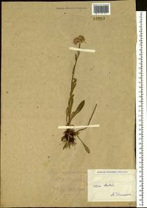 Erigeron acris L., Siberia, Western (Kazakhstan) Altai Mountains (S2a) (Kazakhstan)