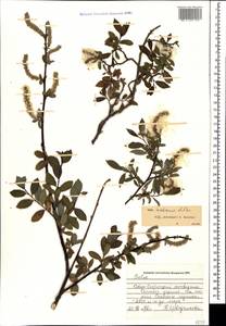 Salix kazbekensis A. Skvorts., Caucasus, North Ossetia, Ingushetia & Chechnya (K1c) (Russia)