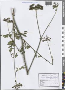 Cervaria cervariifolia (C. A. Mey.) Pimenov, South Asia, South Asia (Asia outside ex-Soviet states and Mongolia) (ASIA) (Iran)