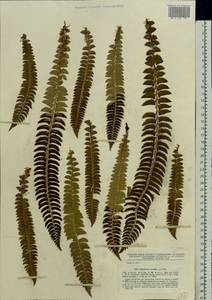 Polystichum lonchitis (L.) Roth, Eastern Europe, Northern region (E1) (Russia)