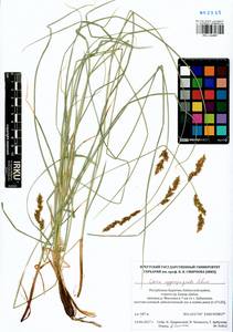 Carex appropinquata Schumach., Siberia, Baikal & Transbaikal region (S4) (Russia)