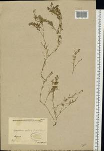 Spergularia marina (L.) Besser, Eastern Europe, North-Western region (E2) (Russia)