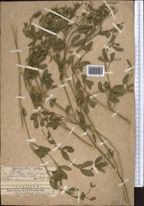 Zygophyllum fabago L., Middle Asia, Western Tian Shan & Karatau (M3) (Kazakhstan)