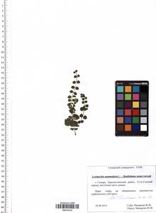 Lysimachia nummularia L., Eastern Europe, Middle Volga region (E8) (Russia)
