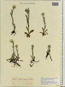 Anaphalis nepalensis (Spreng.) Hand.-Mazz., South Asia, South Asia (Asia outside ex-Soviet states and Mongolia) (ASIA) (China)