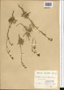 Pseudoclausia hispida (Regel) Popov, Middle Asia, Syr-Darian deserts & Kyzylkum (M7) (Kazakhstan)