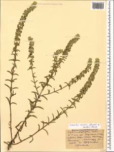 Sideritis montana subsp. montana, Caucasus, Black Sea Shore (from Novorossiysk to Adler) (K3) (Russia)