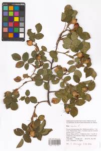 Rosa canina L., Eastern Europe, Central forest-and-steppe region (E6) (Russia)