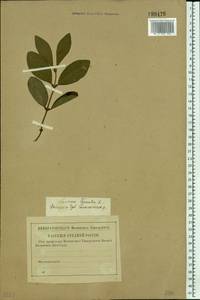 Lonicera caerulea L., Eastern Europe, Central forest region (E5) (Russia)