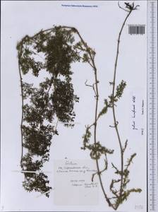 Galium humifusum M.Bieb., Eastern Europe, Lower Volga region (E9) (Russia)