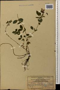 Lathyrus laxiflorus (Desf.) Kuntze, Caucasus, Azerbaijan (K6) (Azerbaijan)