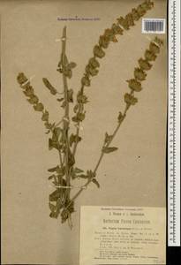 Nepeta italica subsp. italica, Caucasus, Turkish Caucasus (NE Turkey) (K7) (Turkey)
