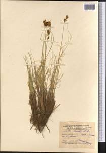 Carex physodes M.Bieb., Middle Asia, Karakum (M6) (Turkmenistan)