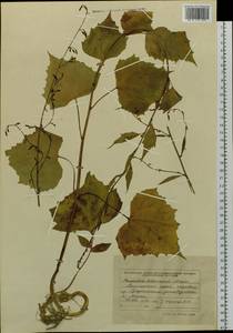 Nabalus tatarinowii subsp. tatarinowii, Siberia, Russian Far East (S6) (Russia)