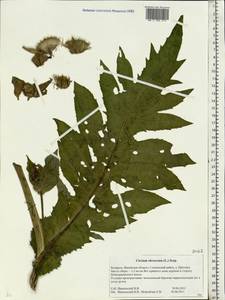 Cirsium oleraceum (L.) Scop., Eastern Europe, Belarus (E3a) (Belarus)