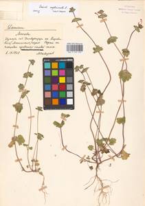 Lamium amplexicaule L., Eastern Europe, Moscow region (E4a) (Russia)