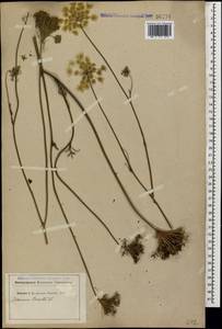 Daucus carota L., Caucasus (no precise locality) (K0) (Not classified)