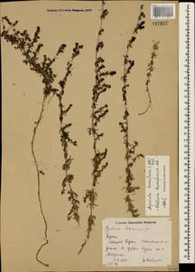 Galium humifusum M.Bieb., Crimea (KRYM) (Russia)