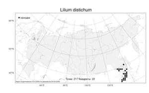 Lilium distichum Nakai ex Kamib., Atlas of the Russian Flora (FLORUS) (Russia)