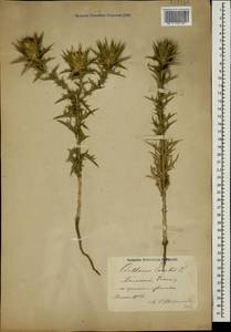 Carthamus lanatus L., Caucasus, Azerbaijan (K6) (Azerbaijan)