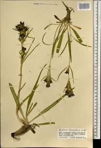 Gentiana decumbens L.fil., Mongolia (MONG) (Mongolia)