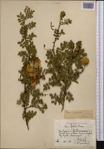 Rosa foetida Herrm., Middle Asia, Western Tian Shan & Karatau (M3) (Uzbekistan)