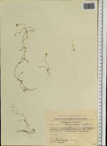 Ranunculus reptans L., Siberia, Chukotka & Kamchatka (S7) (Russia)