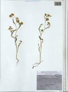 Lagoecia cuminoides L., Western Europe (EUR) (Greece)
