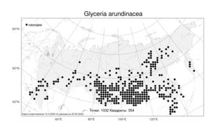 Glyceria arundinacea Kunth, Atlas of the Russian Flora (FLORUS) (Russia)