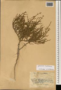Salicornia perennans Willd., South Asia, South Asia (Asia outside ex-Soviet states and Mongolia) (ASIA) (China)