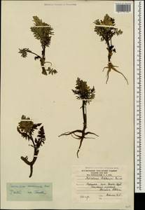 Pedicularis condensata M. Bieb., Caucasus, South Ossetia (K4b) (South Ossetia)