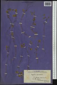 Lagoecia cuminoides L., Western Europe (EUR) (North Macedonia)