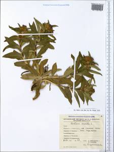 Gentiana cruciata L., Crimea (KRYM) (Russia)