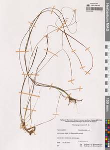 Pleuropogon sabinei R.Br., Siberia, Chukotka & Kamchatka (S7) (Russia)